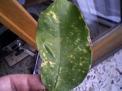 Fotografie-0129.jpg (74.02 KiB) Osservato 2488 volte Fotografie-0129.jpg