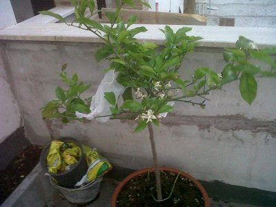 IMG00058-20120509-2015.JPG (99.85 KiB) Osservato 829 volte IMG00058-20120509-2015.JPG