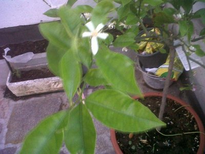 IMG00060-20120509-2015.JPG (99.88 KiB) Osservato 829 volte IMG00060-20120509-2015.JPG