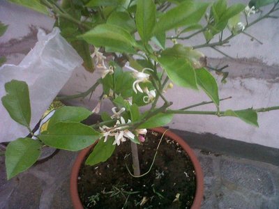 IMG00059-20120509-2015.JPG (110.31 KiB) Osservato 829 volte IMG00059-20120509-2015.JPG