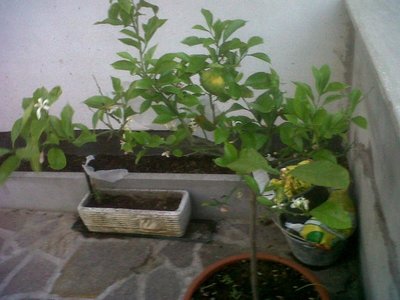 IMG00061-20120509-2015.JPG (99.94 KiB) Osservato 829 volte IMG00061-20120509-2015.JPG