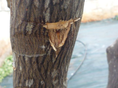 P1060643.JPG (101.77 KiB) Osservato 2998 volte P1060643.JPG