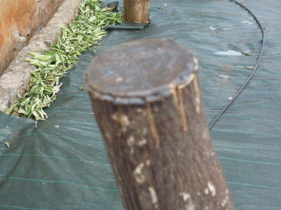 P1060645.JPG (104.17 KiB) Osservato 2998 volte P1060645.JPG