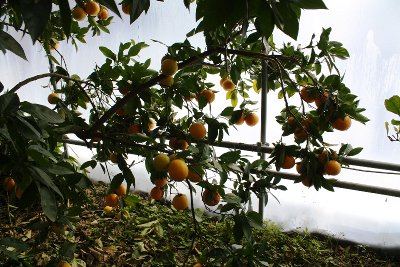 IMG_3635.jpg (332.66 KiB) Osservato 6687 volte IMG_3635.jpg