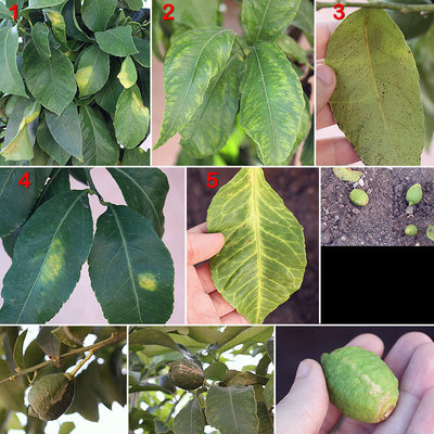 limone_casa.jpg (234.41 KiB) Osservato 2085 volte limone_casa.jpg