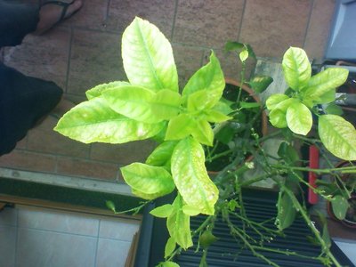 foglie macchiate uscite dieci giorni fa / img120705-080942.jpg img120705-080942.jpg