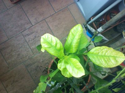 foglie macchiate nuove / img120705-080959.jpg img120705-080959.jpg