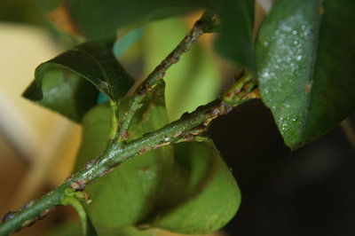 limone.jpg (41.61 KiB) Osservato 980 volte limone.jpg