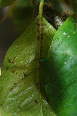 limone1.jpg (50.55 KiB) Osservato 980 volte limone1.jpg