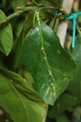 limone2.jpg (58.89 KiB) Osservato 907 volte limone2.jpg