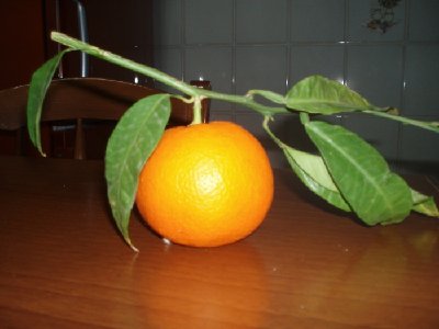 arancia.JPG