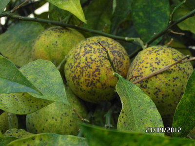 SAM_0434.Rid.JPG (177.11 KiB) Osservato 8420 volte SAM_0434.Rid.JPG