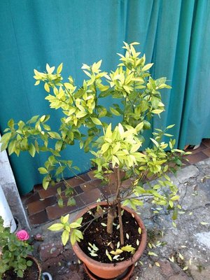 Photo 16-10-12 08 33 07.jpg (111.81 KiB) Osservato 3516 volte Photo 16-10-12 08 33 07.jpg