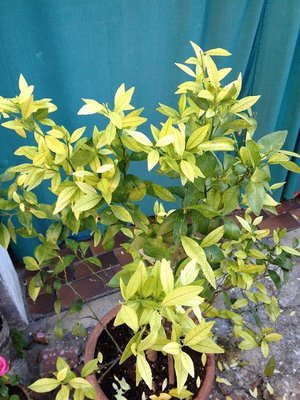 Photo 16-10-12 08 33 13.jpg (118.18 KiB) Osservato 3516 volte Photo 16-10-12 08 33 13.jpg