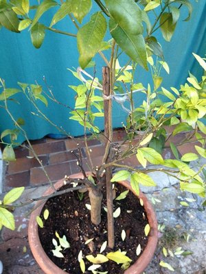 Photo 16-10-12 08 33 21.jpg (106.17 KiB) Osservato 3516 volte Photo 16-10-12 08 33 21.jpg