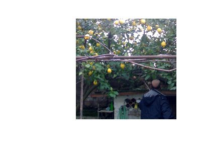 13022010149.eccoalbero.jpg (56.12 KiB) Osservato 819 volte 13022010149.eccoalbero.jpg