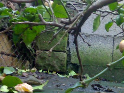 13022010149.ramo malato.jpg (95.56 KiB) Osservato 819 volte 13022010149.ramo malato.jpg