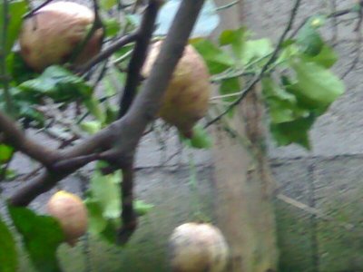 13022010149.ramo malato2.jpg (73.02 KiB) Osservato 818 volte 13022010149.ramo malato2.jpg