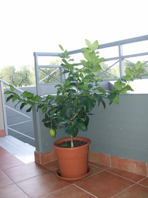 Limone1.jpg (220.66 KiB) Osservato 26730 volte Limone1.jpg