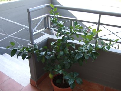 Limone2.jpg (166.97 KiB) Osservato 26947 volte Limone2.jpg