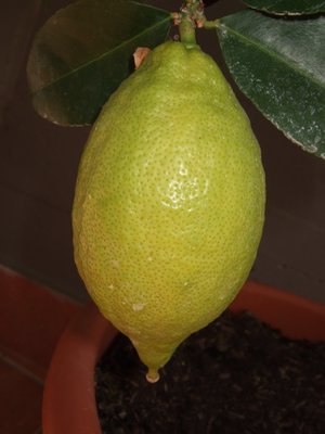LimoneFrutto.jpg (224.4 KiB) Osservato 26692 volte LimoneFrutto.jpg