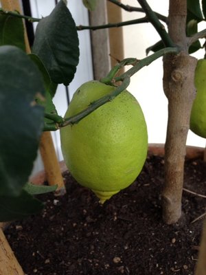 Primo piano limone / foto 1.JPG foto 1.JPG