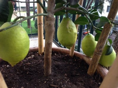 i 4 limoni in primo piano / foto 5.JPG foto 5.JPG