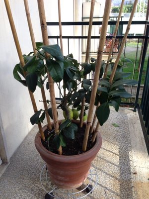 Pianta di lato / foto 2.JPG foto 2.JPG