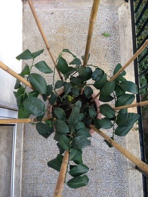 Pianta, visuale dall'alto / foto 3.JPG foto 3.JPG