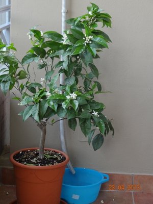 ArancioC.jpg (289.8 KiB) Osservato 2136 volte ArancioC.jpg