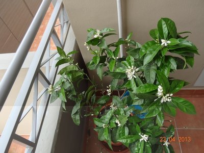 ArancioChiomaA.jpg (309.28 KiB) Osservato 2136 volte ArancioChiomaA.jpg
