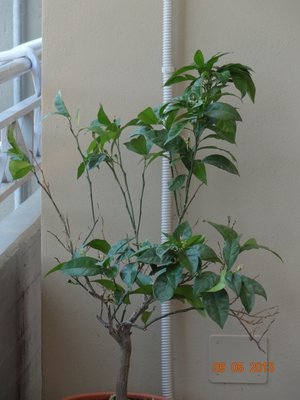 Arancio.jpg (277.49 KiB) Osservato 1245 volte Arancio.jpg