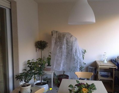 foto della loggia fatta di prima mattina. il tessuto non tessuto l'ho appoggiato solo per protezione degli sbalzi di temperatura di questi giorni. / loggia_light.JPG loggia_light.JPG