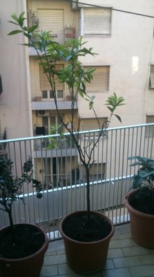 Immagine3.JPG (95.88 KiB) Osservato 1136 volte Immagine3.JPG