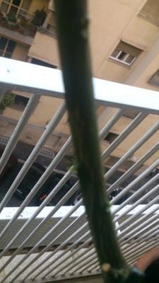 Immagine4.JPG (18.84 KiB) Osservato 1136 volte Immagine4.JPG