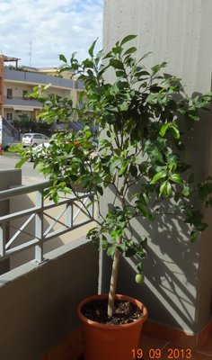 Lim1.jpg (248.44 KiB) Osservato 890 volte Lim1.jpg