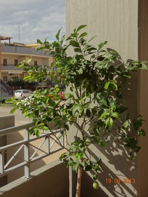 Lim5.jpg (315.28 KiB) Osservato 890 volte Lim5.jpg