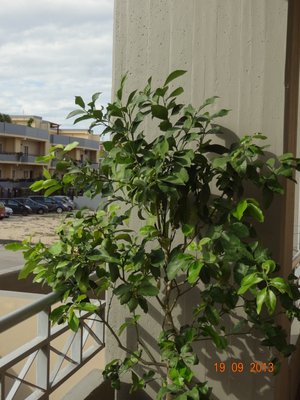 Parte centrale e bassa della chioma non proprio foltissima, un pò defogliata. / LimOmbra2.jpg LimOmbra2.jpg