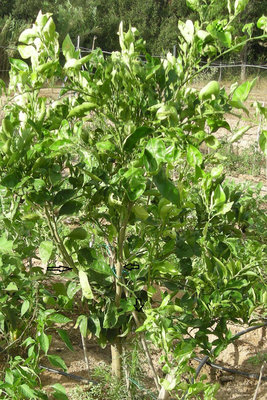 Foto arancio / arancio-foto.jpg arancio-foto.jpg