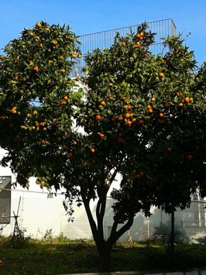 2013-11-01 09.19.42.jpg (174.3 KiB) Osservato 964 volte 2013-11-01 09.19.42.jpg