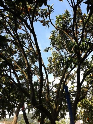 2013-11-01 09.20.48.jpg (91.98 KiB) Osservato 964 volte 2013-11-01 09.20.48.jpg