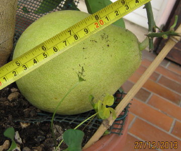 frutto5.jpg frutto5.jpg