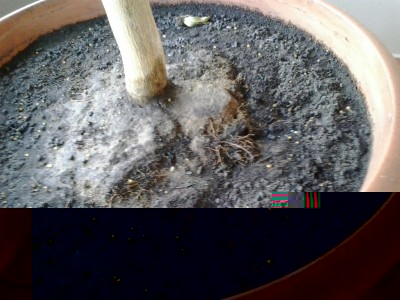 In questa foto nella parte centrale del vaso si notano delle radici che fuoriescono dal terreno... / vaso.jpg vaso.jpg