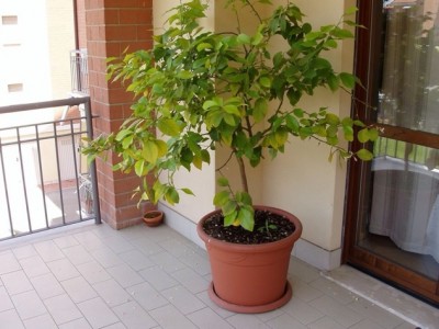 Anno 2006-2008 / image.jpg image.jpg