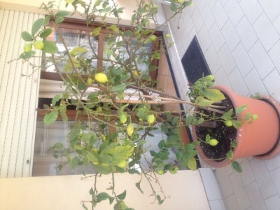 Oggi. Peraltro sembra un po' appassita rispetto al solito. Ci sono nuovi fiori e i limoni che vedete diventeranno gialli ma nn cresceranno ulteriormente / image.jpg image.jpg