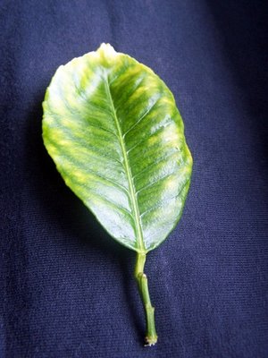 104_2651-1.JPG (124.66 KiB) Osservato 3568 volte 104_2651-1.JPG