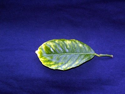 104_2652-1.JPG (139.76 KiB) Osservato 3487 volte 104_2652-1.JPG