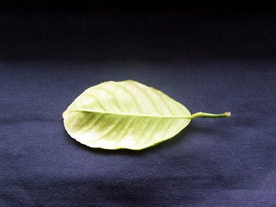 104_2653-1.JPG (118.46 KiB) Osservato 3568 volte 104_2653-1.JPG