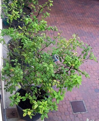 104_2654-2.JPG (202.36 KiB) Osservato 3568 volte 104_2654-2.JPG