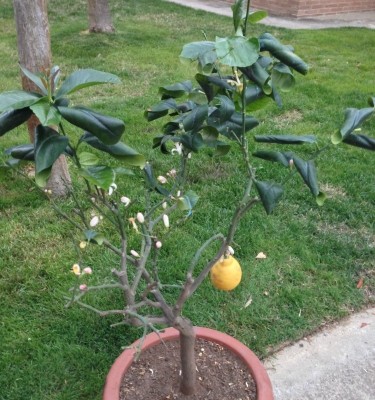 Limone vista generale / Limone.jpg Limone.jpg